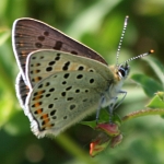 Brauner Feuerfalter (Männchen)