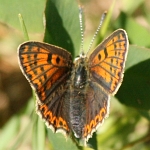 Brauner Feuerfalter (Weibchen)