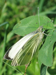 Großer Kohlweißling