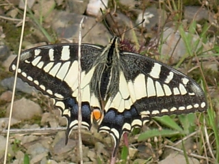 Schwalbenschwanz