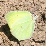 Zitronenfalter im April