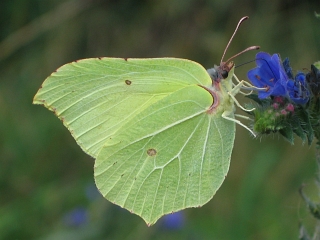 Zitronenfalter (Männchen)