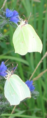 Zitronenfalter (Männchen oben, Weibchen unten)