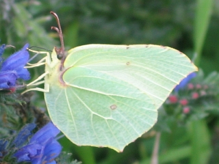 Zitronenfalter (Weibchen)